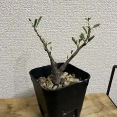 センナメリディオナリス　実生のサムネイル