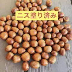 クヌギドングリ　ドングリトトロ 煮沸済　乾燥済