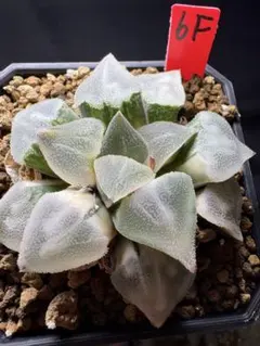25a 多肉植物 ハオルチア 藍光ピクマエア錦糊斑 自家繁殖 鉢植え発送