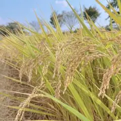 令和七年産コシヒカリ　近江米　農薬不使用　10kgのサムネイル