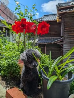 真っ赤アマリリス 球根大一つのサムネイル