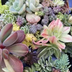 2026年最新】多肉植物 錦の人気アイテム - メルカリ