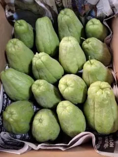 2026年最新】訳ありハヤトウリの人気アイテム - メルカリ