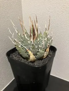 2025年最新】エボリスピナ 陽炎の人気アイテム - メルカリ