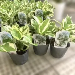 正規品ラベル付き ポトス エンジョイ 観葉植物 3ポットセット お買い得です❣️のサムネイル