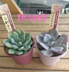 値下げ！札付きおらいさん苗 リラヘイズ お針子さん ミックスベリア