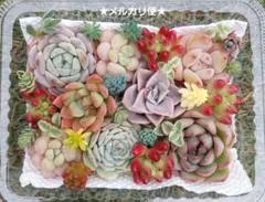 2026年最新】多肉弁当の人気アイテム - メルカリ