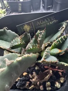 しーちゃん様 リクエスト 2点 まとめ商品