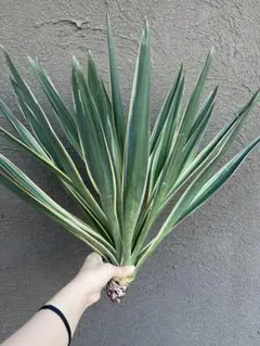 2025年最新】グロリオサ ユッカの人気アイテム - メルカリ