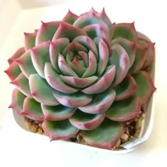 かなさん！様 リクエスト 2点 まとめ商品