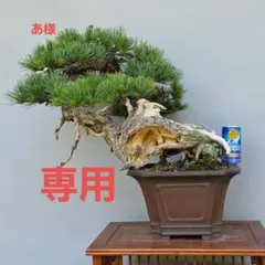 五葉松 [山木舎利幹半懸崖]] 大品盆栽 - メルカリ