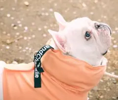 Item thumbnail for item 64abd4bf-e354-4d5c-95da-90f03d109da9