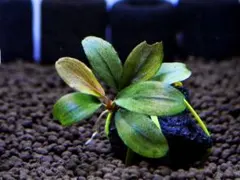 ブセファランドラ『西カリマンタン（ラウンドリーフ）』【完全水中葉】溶岩石活着株