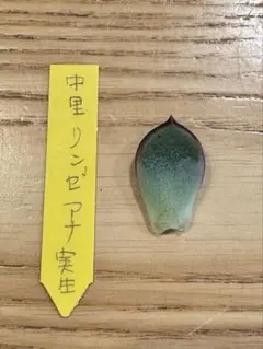 2026年最新】中里リンゼアナの人気アイテム - メルカリ