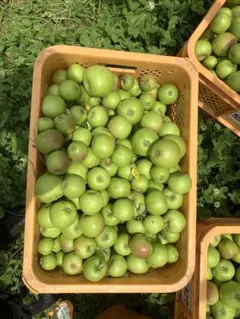 りんご摘果　サイズバラバラ　10キロのサムネイル