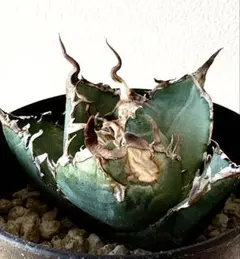 2026年最新】アガベ 白鯨 発根の人気アイテム - メルカリ