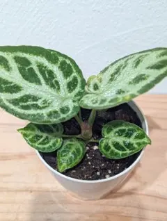 2026年最新】アンスリウム ドラヤキの人気アイテム - メルカリ