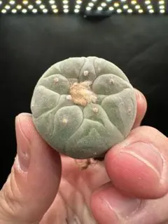 2025年最新】ロホホラの人気アイテム - メルカリ