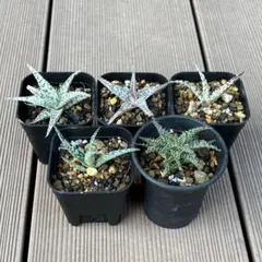 アロエ5点セット 抜き苗 多肉植物のサムネイル