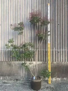 スモークツリー ロイヤルパープル 花芽付き 140㎝前後 - メルカリ