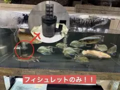 ②改造フィッシュレット 排水バルブ パワーリフト付 呼水不要 ②改造フィッシュレット 排水バルブ パワーリフト付 呼水不要 - メルカリ