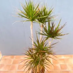 観葉植物 細長い葉 シュロ竹 - メルカリ