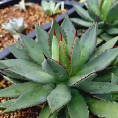 2025年最新】イシスメンシス ハイブリッドの人気アイテム - メルカリ