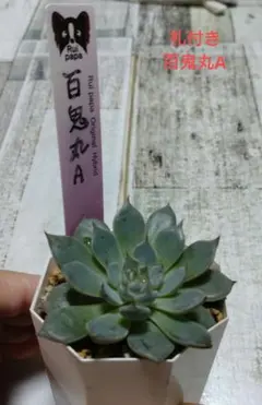 アテルーフ(自家)札付きポットごとメルカリ便ルイパパさん苗 ホーリンゼ×アテルーフ札付きポットごとメルカリ便ルイパパさん