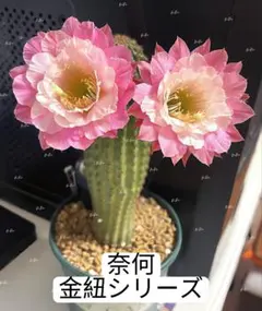 249- 金紐オット(otto) 花サボテン群開 複色咲き カキコ 発根済み 