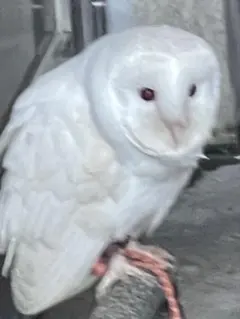 Item thumbnail for item 60779d0c-f1ac-4f4e-9037-b7dafb69272f