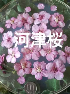 河津桜ドライフラワー　桜ドライフラワー　58 2026年最新】河津桜ドライフラワーの人気アイテム - メルカリ