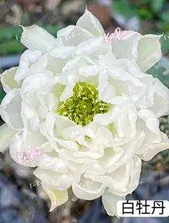す*ボ様 41-白牡丹 超人気花サボテン ロビビア属 カキコ - メルカリ