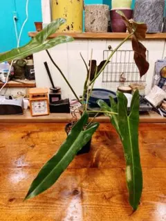 2026年最新】アタバポエンセの人気アイテム - メルカリ