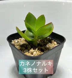 2026年最新】金のなる木の人気アイテム - メルカリ