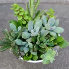 セダムたくさん✿多肉植物詰め合わせ