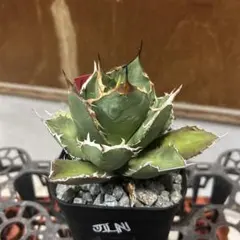 60アガベチタノタ甲部白鯨のサムネイル