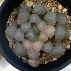 み*ゆ様 ハオルチア 金子氏本裏般若 多肉植物 観葉植物 - メルカリ
