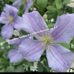 ちえ様 リクエスト 2点 まとめ商品