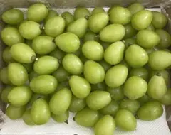 【本日発送】朝採りシャインマスカット①1kgのサムネイル