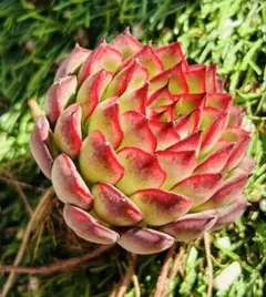 たーこ様 ご専用　值引70円　リクエスト 2点 まとめ商品