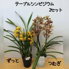 2026年最新】テーブルシンビジウムの人気アイテム - メルカリ