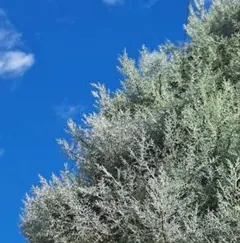 ku-さまご予約*ブルーアイスコニファー.80size. メルカリ便