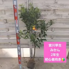 ぴろさま専用 選べる柑橘 - メルカリ