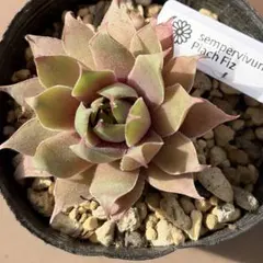 n*3様 Piach Fiz sempervivumのサムネイル