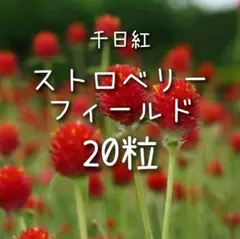 小鳥好きのカピバラ様 リクエスト 2点 まとめ商品