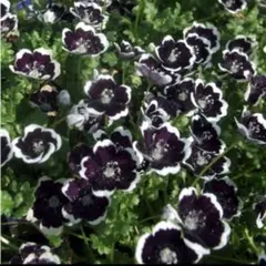 千秋＊購入・コメント前にプロフ一読下さい様 リクエスト 3点 まとめ商品