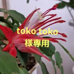 デンマークカクタス　赤ソフィア 根付き苗一株