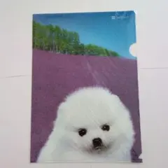 【メルカリ便 非売品！ 新品未開封】ソフトバンク お父さんクリアファイル A4