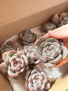 ぴすけ様 リクエスト 4点 まとめ商品