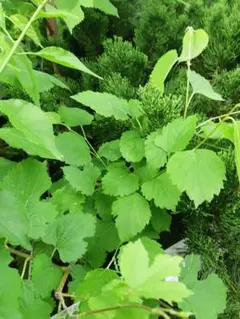 農薬不使用 自然農法 リクガメ 桑の葉 季節の野菜野草の詰め合わせ